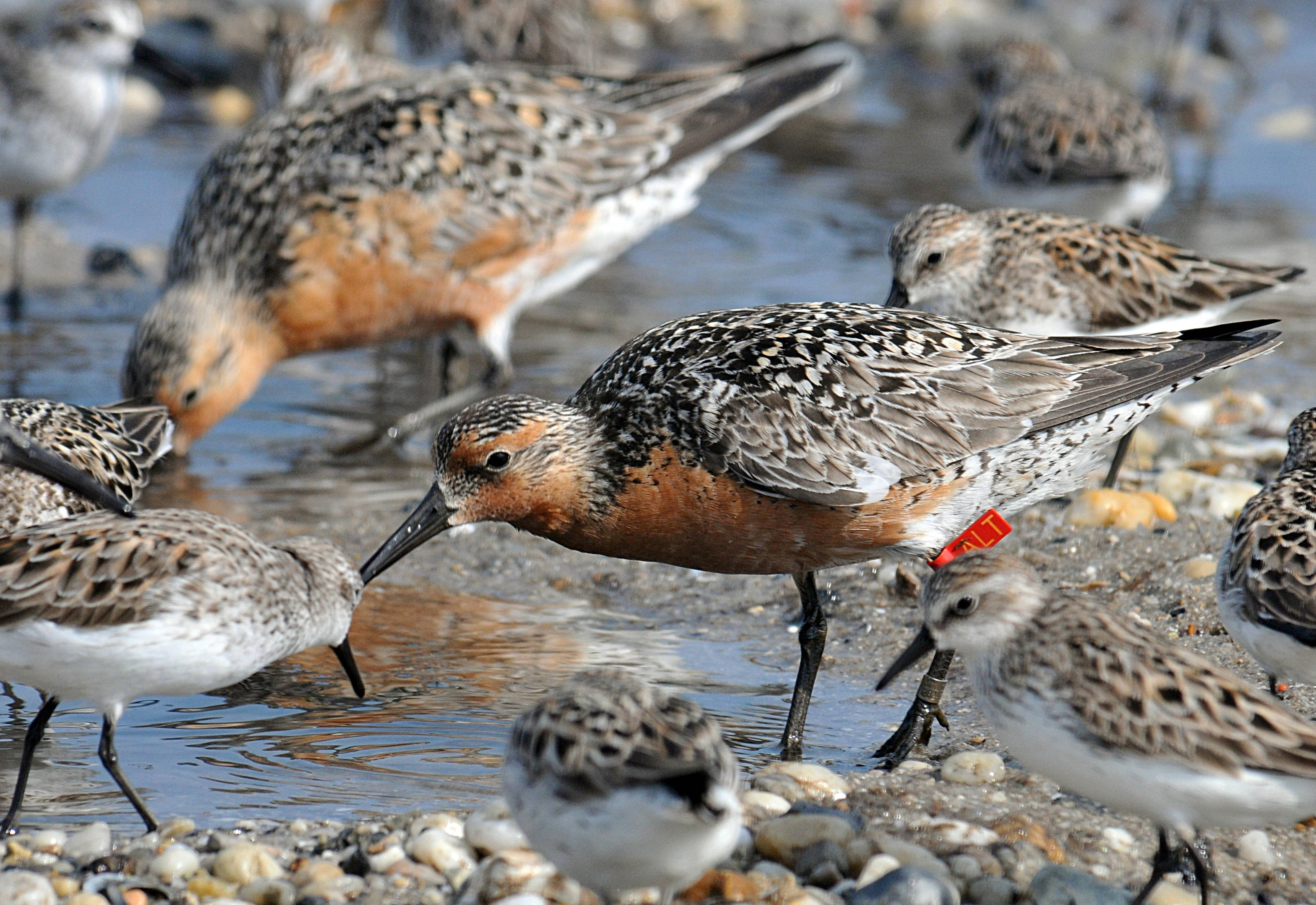 Rufa Red Knot